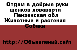 Отдам в добрые руки щенков ховаварта - Пензенская обл. Животные и растения » Собаки   